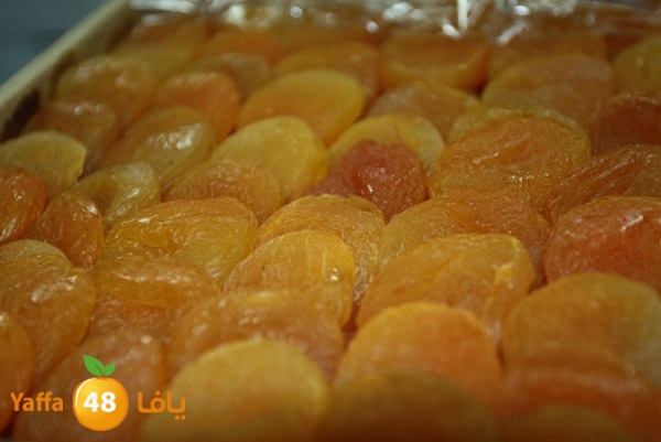 zhra2 tamer 705 (21).JPG